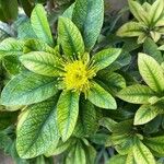 Xanthostemon chrysanthus Blodyn