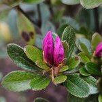 Rhododendron kiusianum Kvet