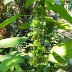 Acalypha indica Leaf