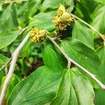 Parrotia persicaФрукт