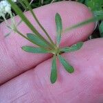 Galium saxatile Leaf