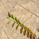 Epidendrum radicans Leaf