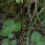 Pyrola chlorantha Virág