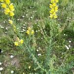 Linaria dalmatica Floare