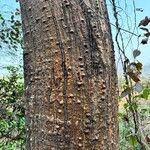 Erythrina stricta Bark