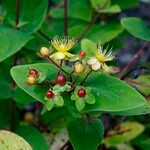 Hypericum androsaemum Цвят