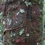 Coelocaryon preussii Corteza