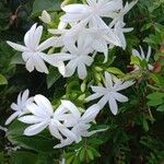 Jasminum multiflorum Кветка