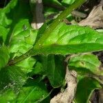 Crepis pyrenaica Leaf