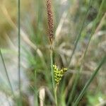 Carex panicea Квітка