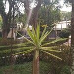 Furcraea selloana Folha