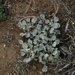 Eriogonum rubricaule Plante entière