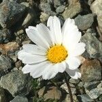 Leucanthemopsis alpina 花