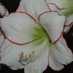 Hippeastrum reginae Blodyn