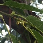 Ficus salicifolia Fruit