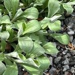 Antennaria neglecta Fulla