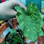 Caladium praetermissum 葉