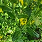 Genista tinctoria Leaf