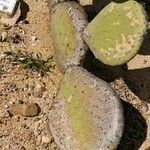 Opuntia maxima Ŝelo