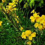 Erysimum rhaeticum Flower