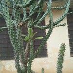 Euphorbia neriifolia Hoja