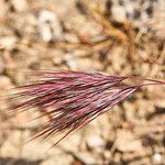 Bromus rubens Fruto