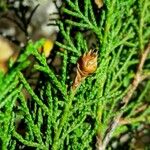 Juniperus thurifera 花