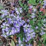 Veronica prostrata Blad