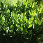 Veratrum californicum Leaf