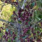 Rhamnus alaternus Fruit