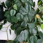 Philodendron hederaceum  var kirkbrideiHabit