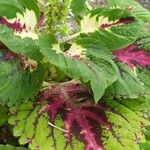 Amaranthus tortuosus Blatt