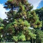 Cryptomeria japonica Habit