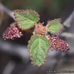 Acalypha californica Blad