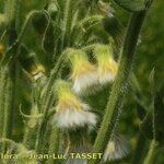 Tephroseris palustris Mosusu