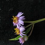 Aster albescens 花