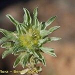 Filago carpetana Flower