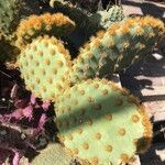 Opuntia aciculata Ліст