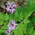 Cardamine chelidonia 葉