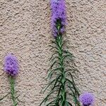 Liatris pycnostachya Συνήθη χαρακτηριστικά