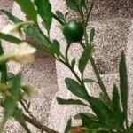 Solanum pseudocapsicum Fruit