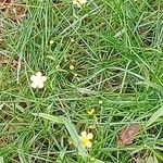 Ranunculus flammula Habit