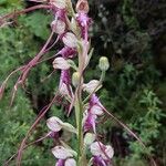 Himantoglossum adriaticum Flower