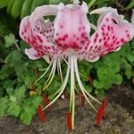 Lilium speciosum Blüte