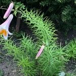 Lilium regale Yaprak