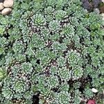 Saxifraga marginata Hoja