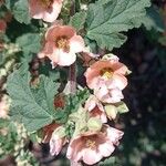 Sphaeralcea bonariensis Кветка