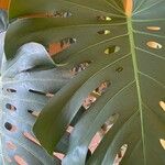Monstera deliciosa Leaf