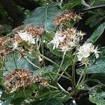 Scandosorbus intermedia Flower