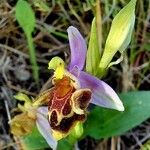 Ophrys × vicina